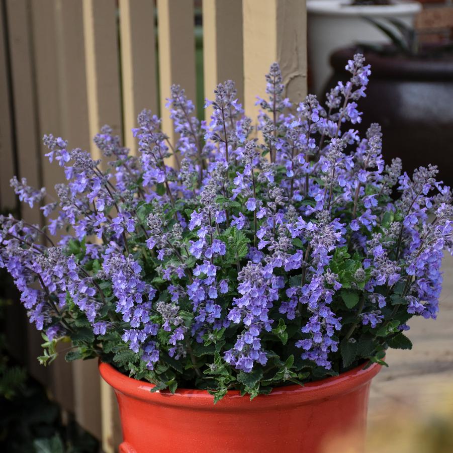 Nepeta 'Picture Purrfect' - Catmint from Hoffie Nursery