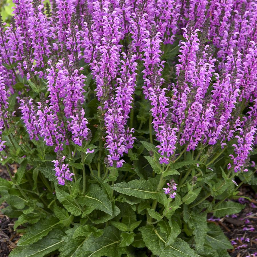 Salvia Color Spires 'Back to the Fuchsia' - Hybrid Sage from Hoffie Nursery