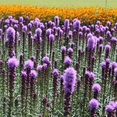 Liatris spicata 'Kobold' - Spiked Gayfeather, Blazing Star from Hoffie Nursery