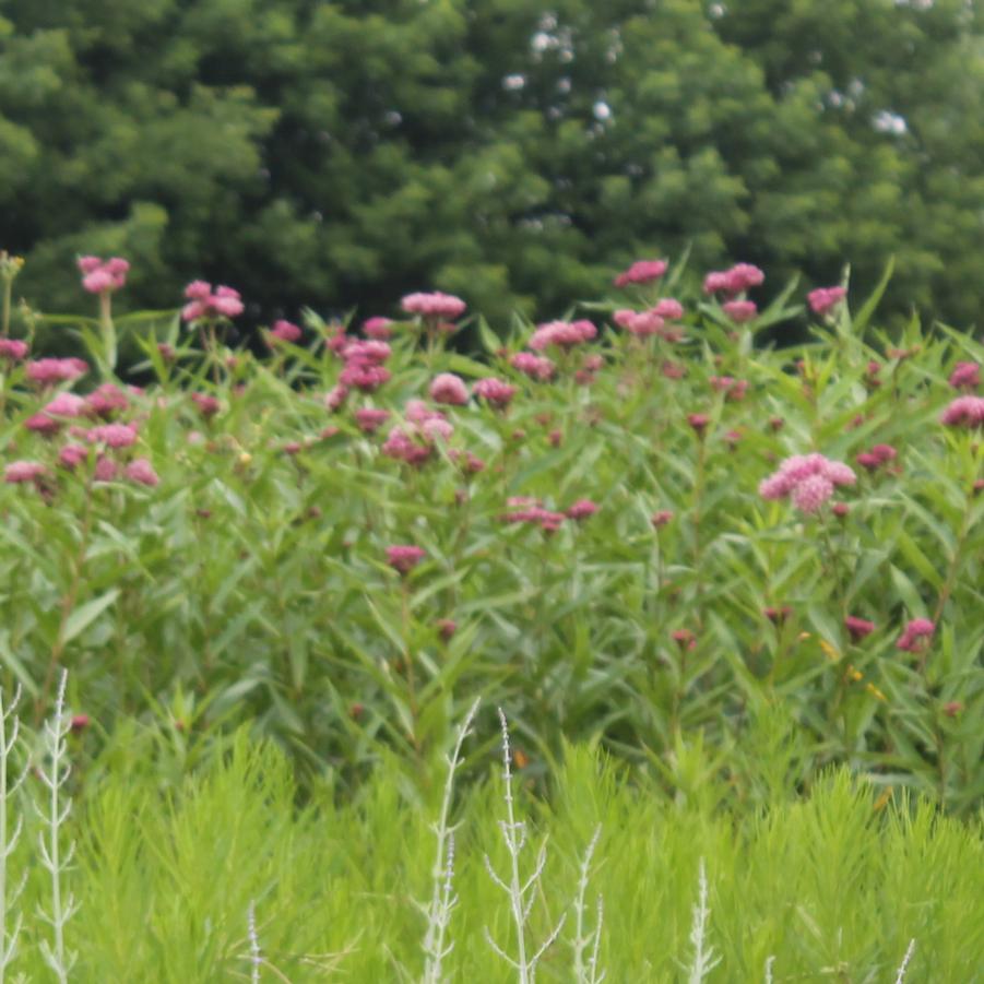 Asclepias incarnata 'Cinderella' - Swamp Milkweed from Hoffie Nursery