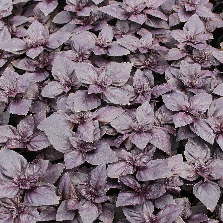 Basil 'Red Rubin' - Red Rubin Basil/Ocimum basilicum (Annual) from Hoffie Nursery