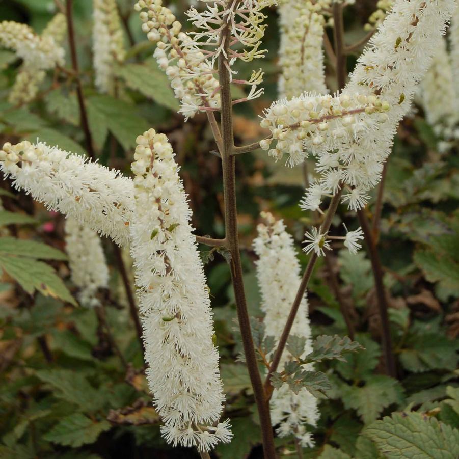 Cimicifuga (Actaea) ramosa 'Atropurpurea' - Branched Bugbane from Hoffie Nursery