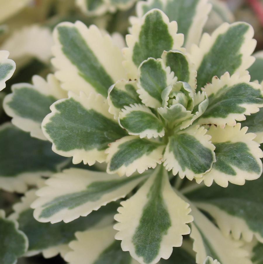 Sedum takesimense 'Atlantis' - Stonecrop from Hoffie Nursery