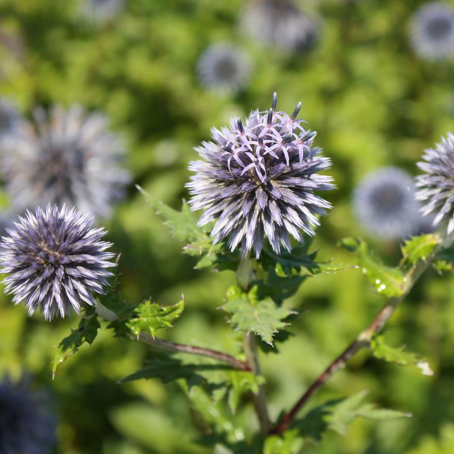 Echinops ritro - Globe Thistle from Hoffie Nursery