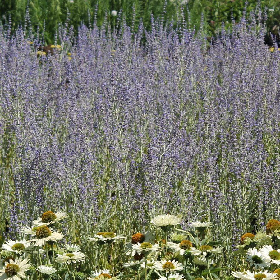 Perovskia atriplicifolia - Russian Sage from Hoffie Nursery