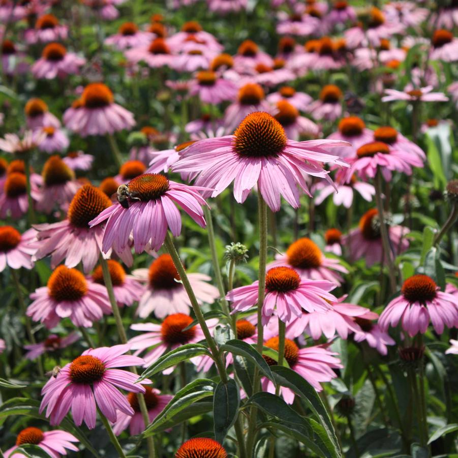 Echinacea purpurea 'Magnus' - Purple Coneflower from Hoffie Nursery