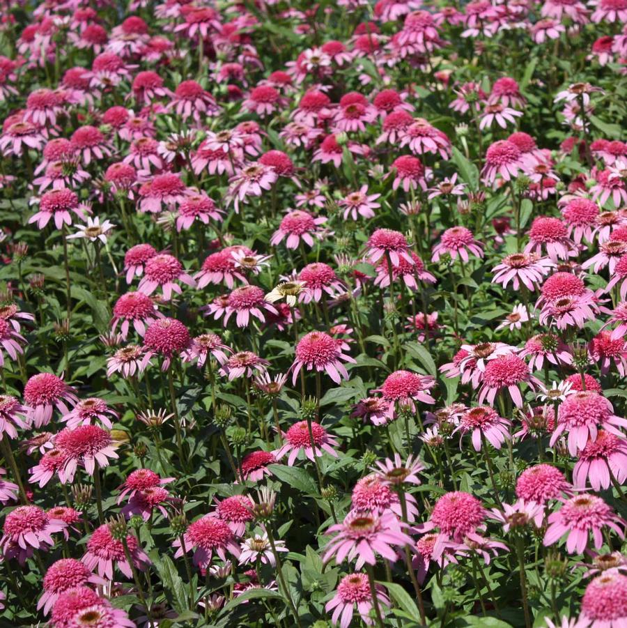 Echinacea purpurea 'Pink Double Delight' - Double Coneflower from Hoffie Nursery