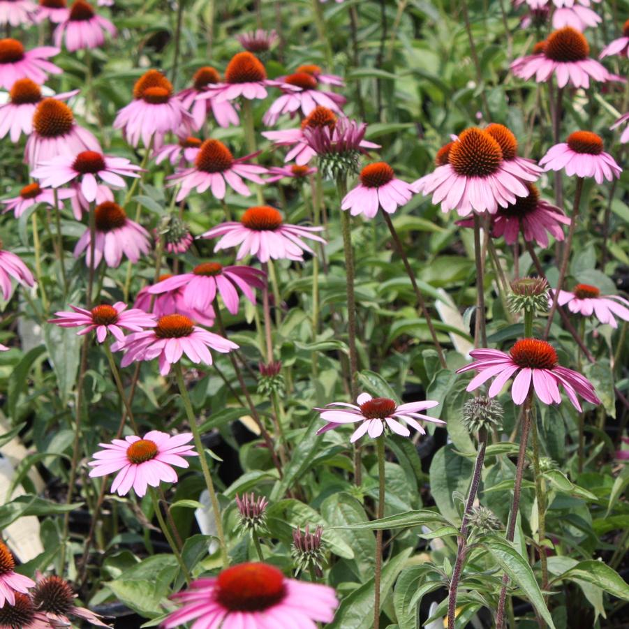 Echinacea purpurea 'Ruby Star' - Purple Coneflower from Hoffie Nursery