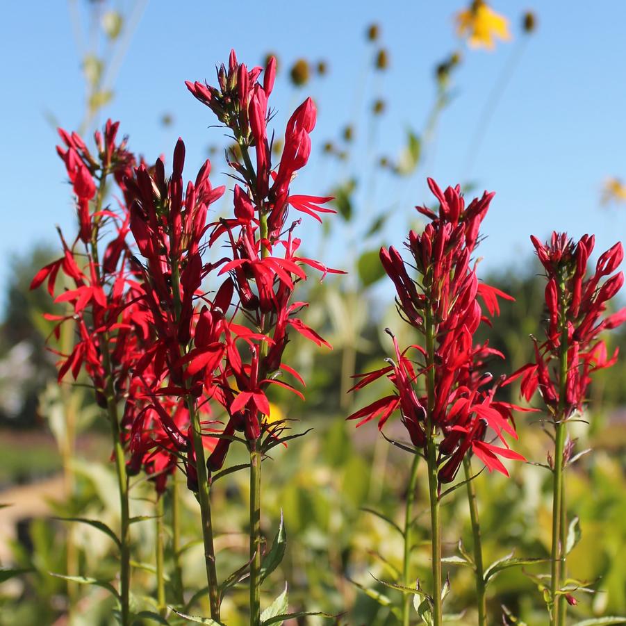 Lobelia cardinalis - Cardinal Flower from Hoffie Nursery