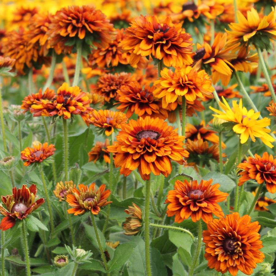 Rudbeckia 'Cherokee Sunset' - Fall Black-Eyed Susan from Hoffie Nursery