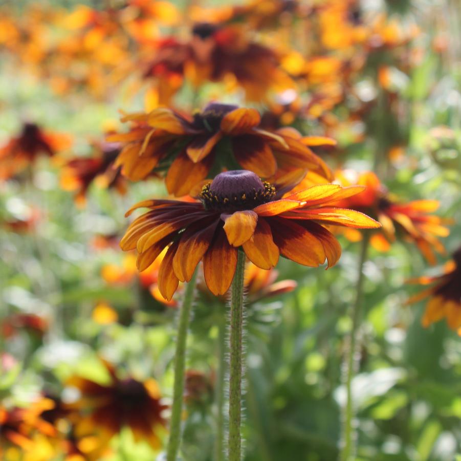 Rudbeckia 'Chocolate Orange' - Fall Black-Eyed Susan from Hoffie Nursery