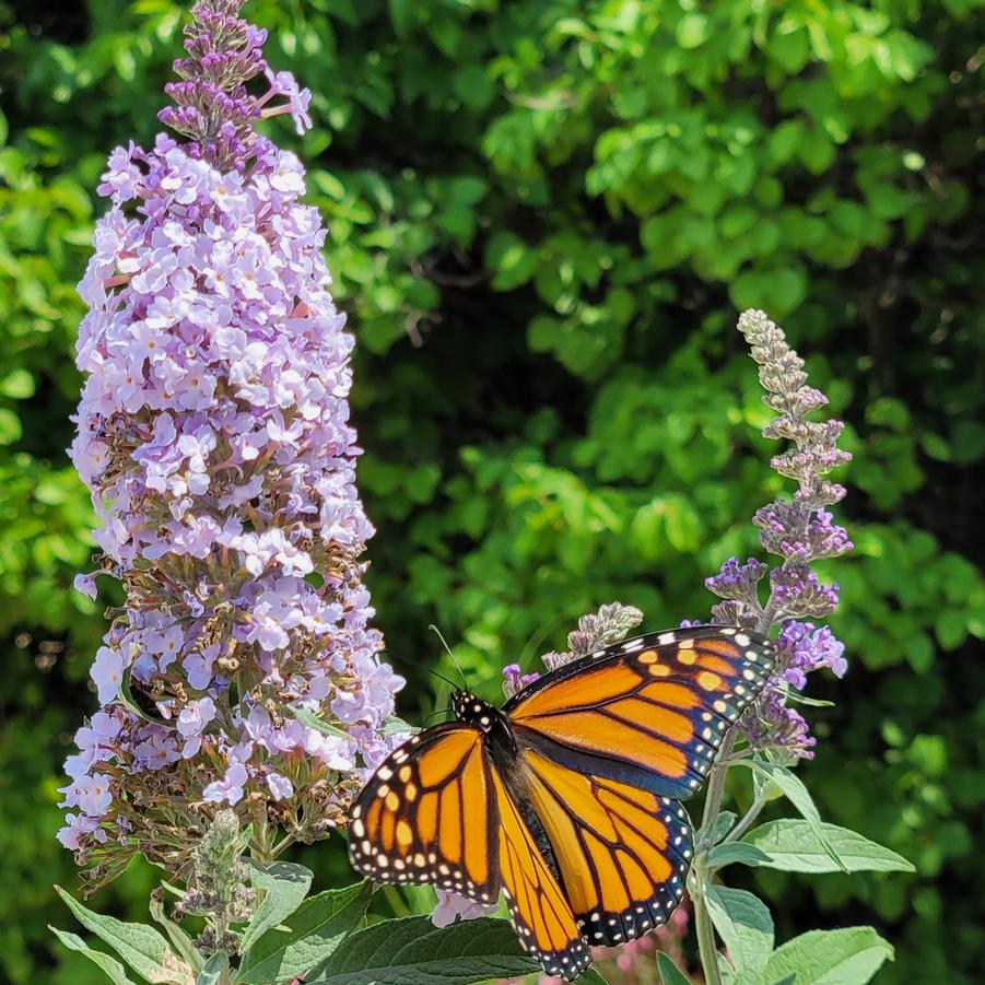 Buddleia Monarch® 'Glass Slippers' - Butterfly Bush from Hoffie Nursery