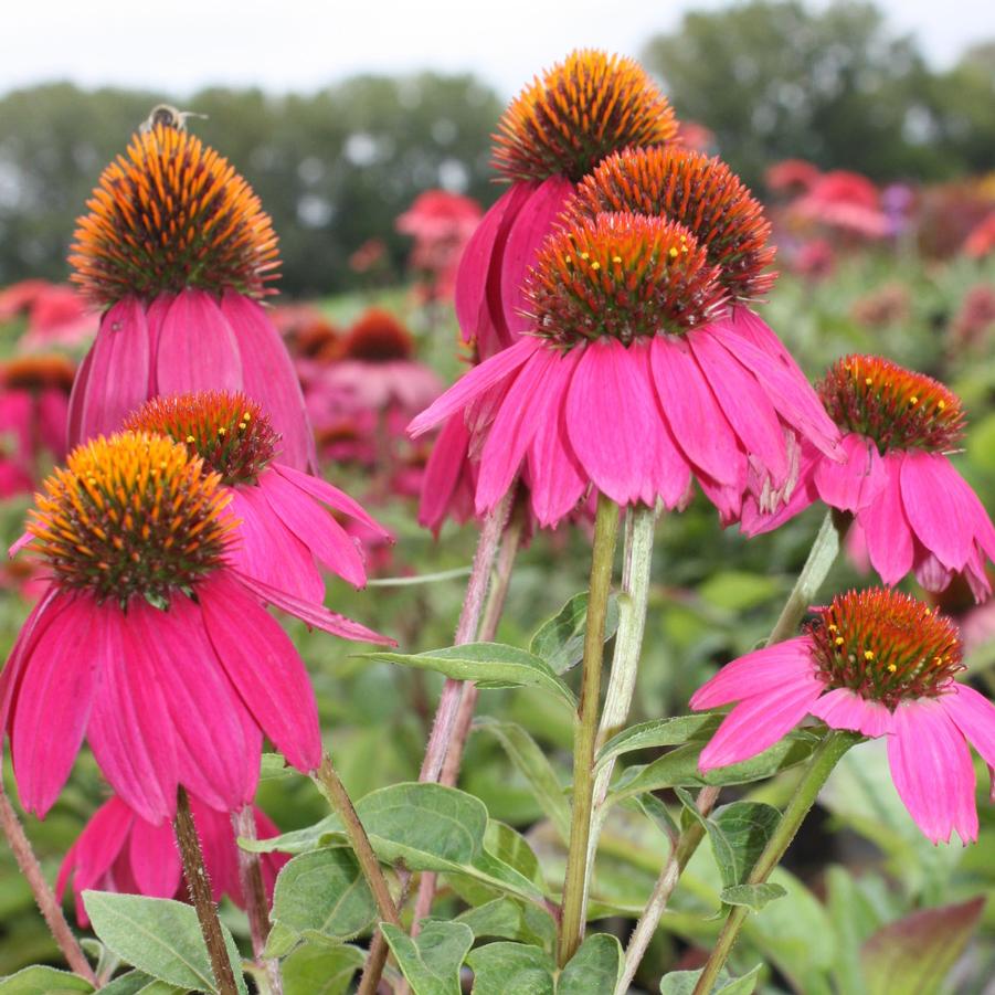 Echinacea purpurea 'PowWow Wildberry' - Coneflower from Hoffie Nursery