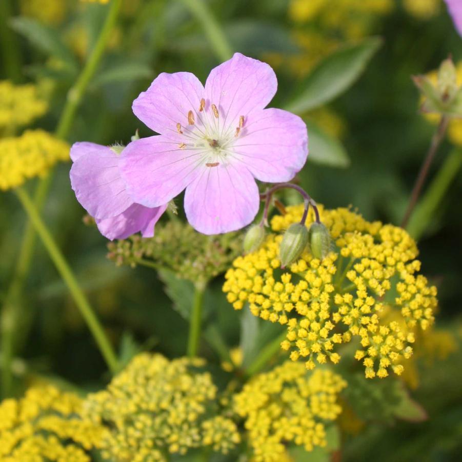 Geranium maculatum - Wild Geranium from Hoffie Nursery