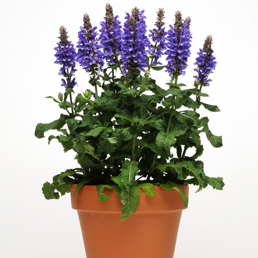 Salvia nemorosa 'Blue Marvel' - Hybrid Sage from Hoffie Nursery