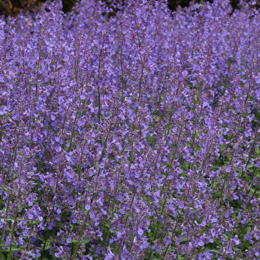 Nepeta 'Junior Walker' - Catmint from Hoffie Nursery