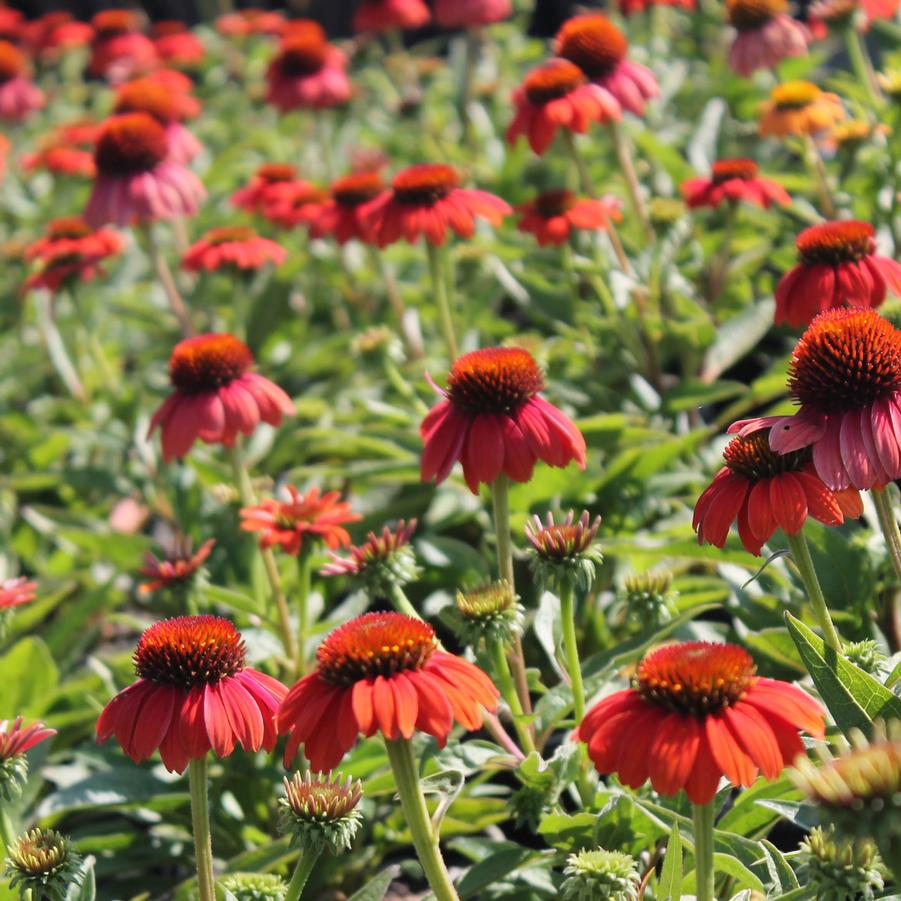 Echinacea Sombrero Poco™ 'Hot Coral' - Coneflower from Hoffie Nursery