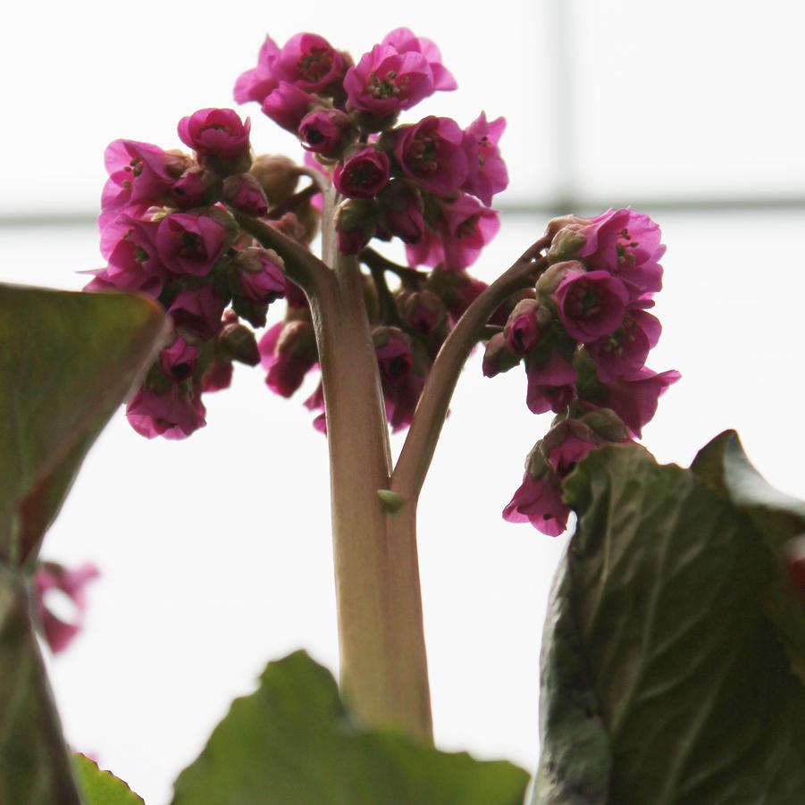 Bergenia cordifolia 'Winterglut' - Heartleaf Bergenia, Pigsqueak from Hoffie Nursery