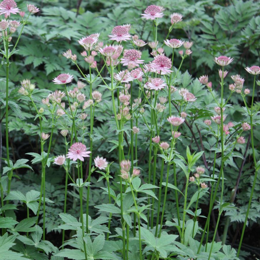 Astrantia major 'Roma' - Masterwort from Hoffie Nursery