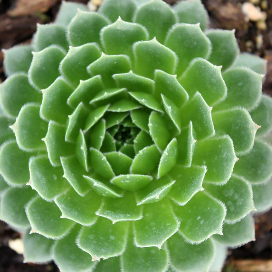 Sempervivum braunii - Hen and Chicks from Hoffie Nursery