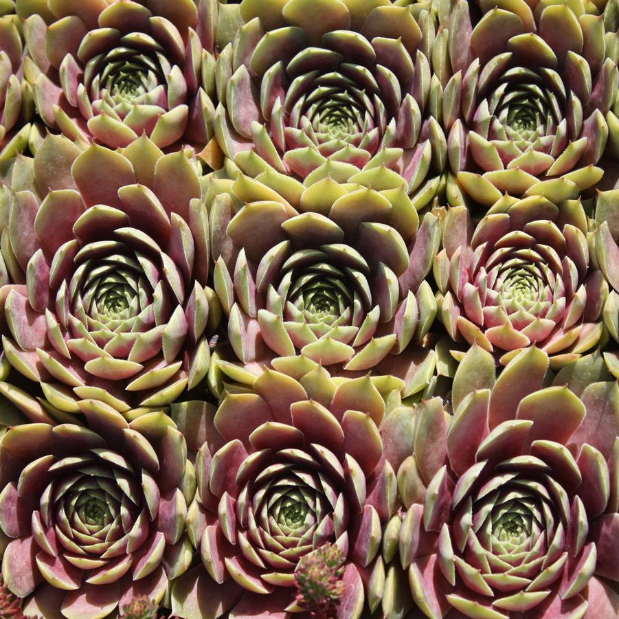 Sempervivum cistaceum 'Commander Hay' - Hens and Chicks from Hoffie Nursery