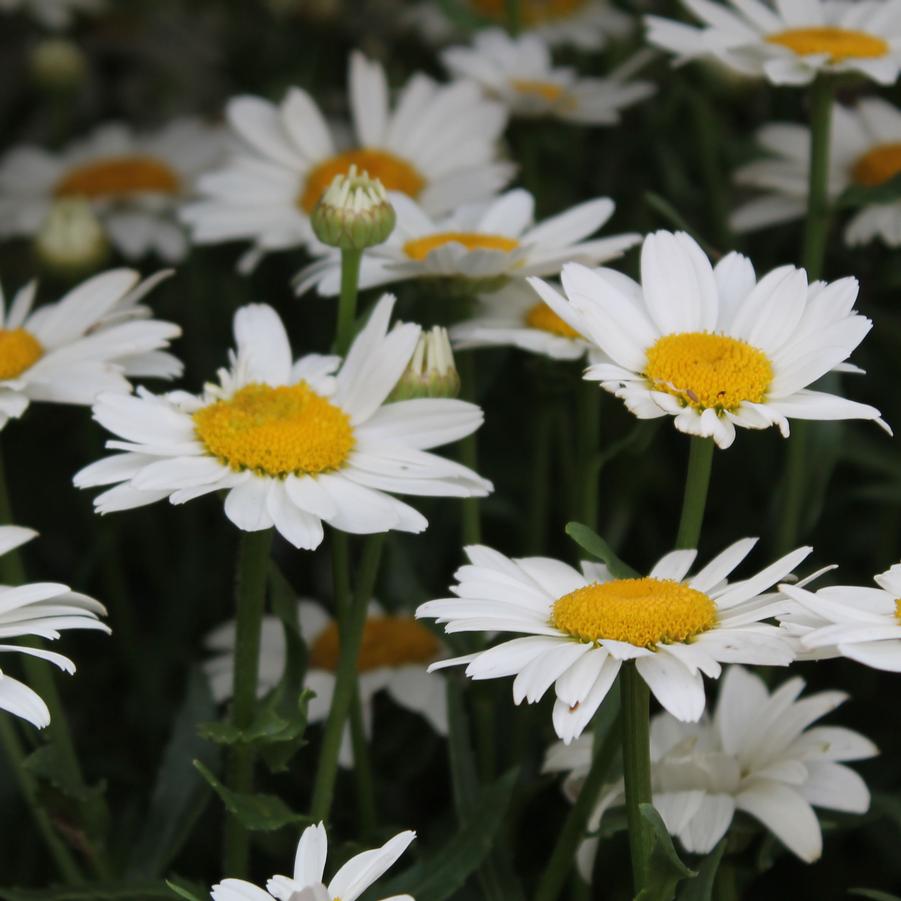 Leucanthemum superbum 'Snowcap' - Shasta Daisy from Hoffie Nursery