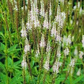 Veronicastrum virginicum - Culver's Root from Hoffie Nursery