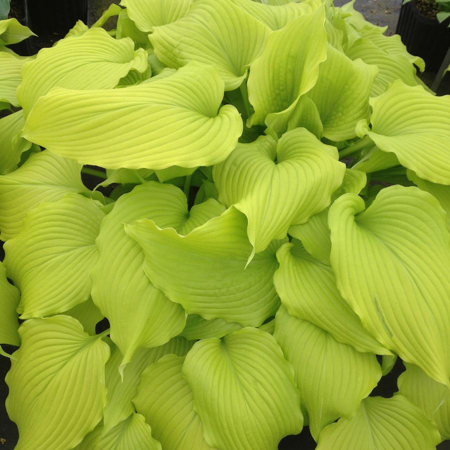 Hosta 'Dancing Queen' - Plantain Lily from Hoffie Nursery