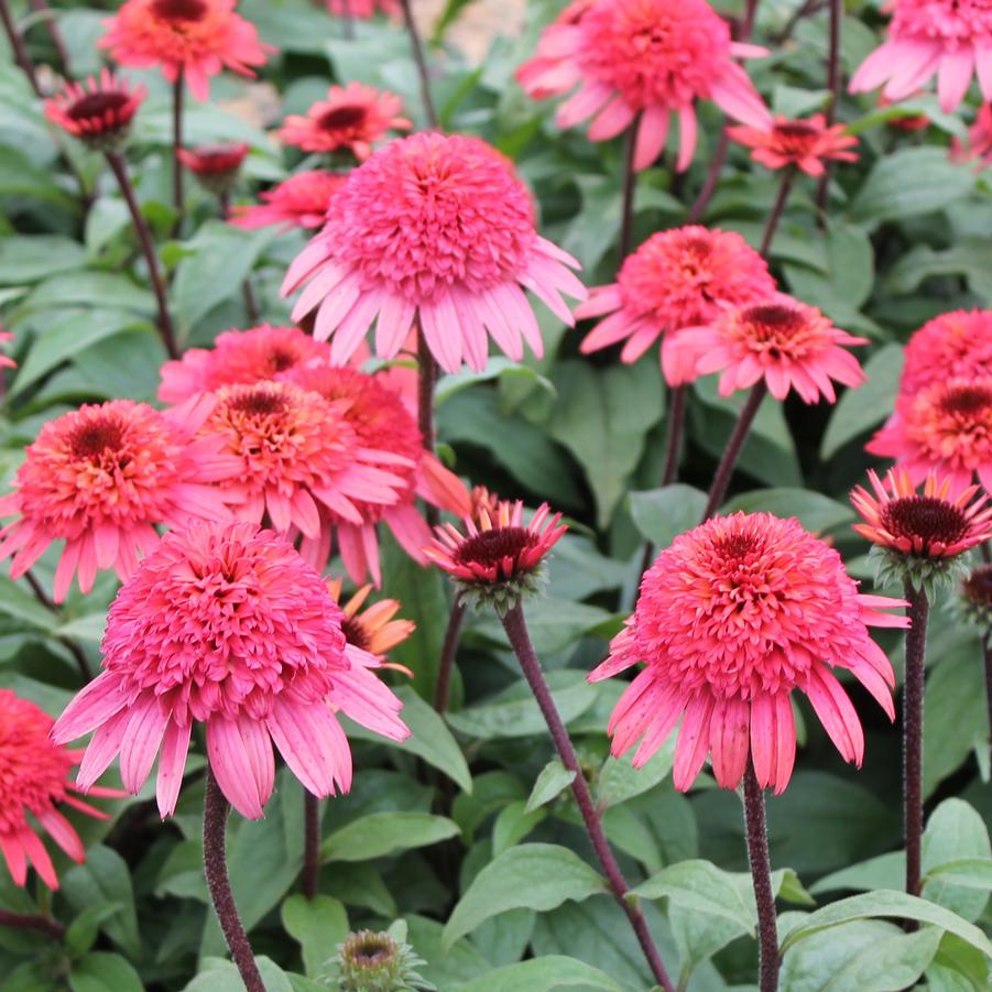 Echinacea purpurea Cone-fection 'Raspberry Truffle' - Double Coneflower from Hoffie Nursery