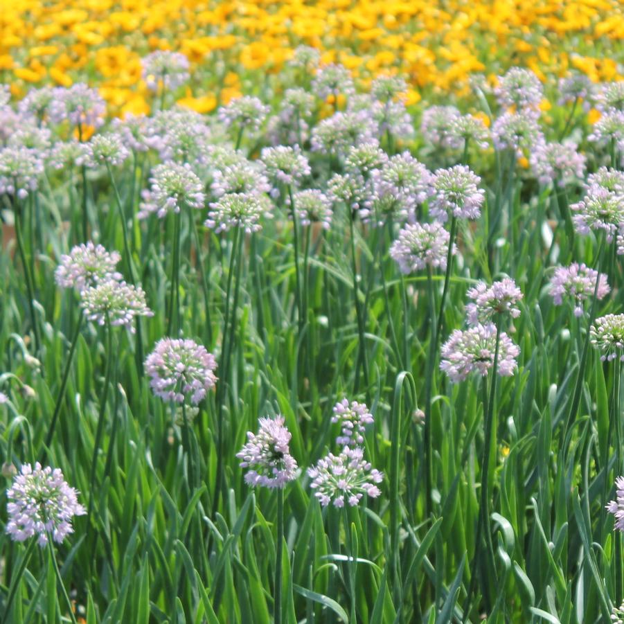 Allium 'Summer Beauty' - Ornamental Onion from Hoffie Nursery