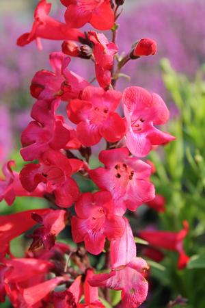 Penstemon 'Cherry Sparks' - Beardtounge from Hoffie Nursery