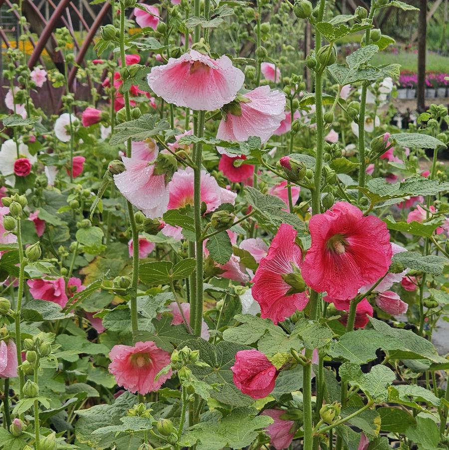 Alcea rosea 'Indian Spring' Hollyhock from Hoffie Nursery