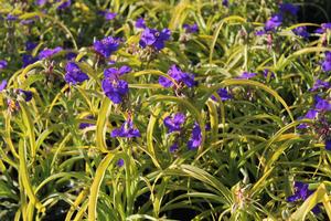 Tradescantia andersoniana 'Sweet Kate' - Golden Spiderwort from Hoffie Nursery