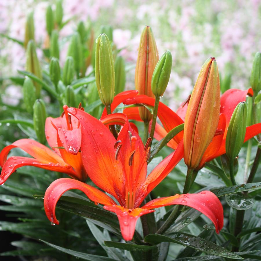 Lilium 'Matrix' - Asiatic Lily from Hoffie Nursery