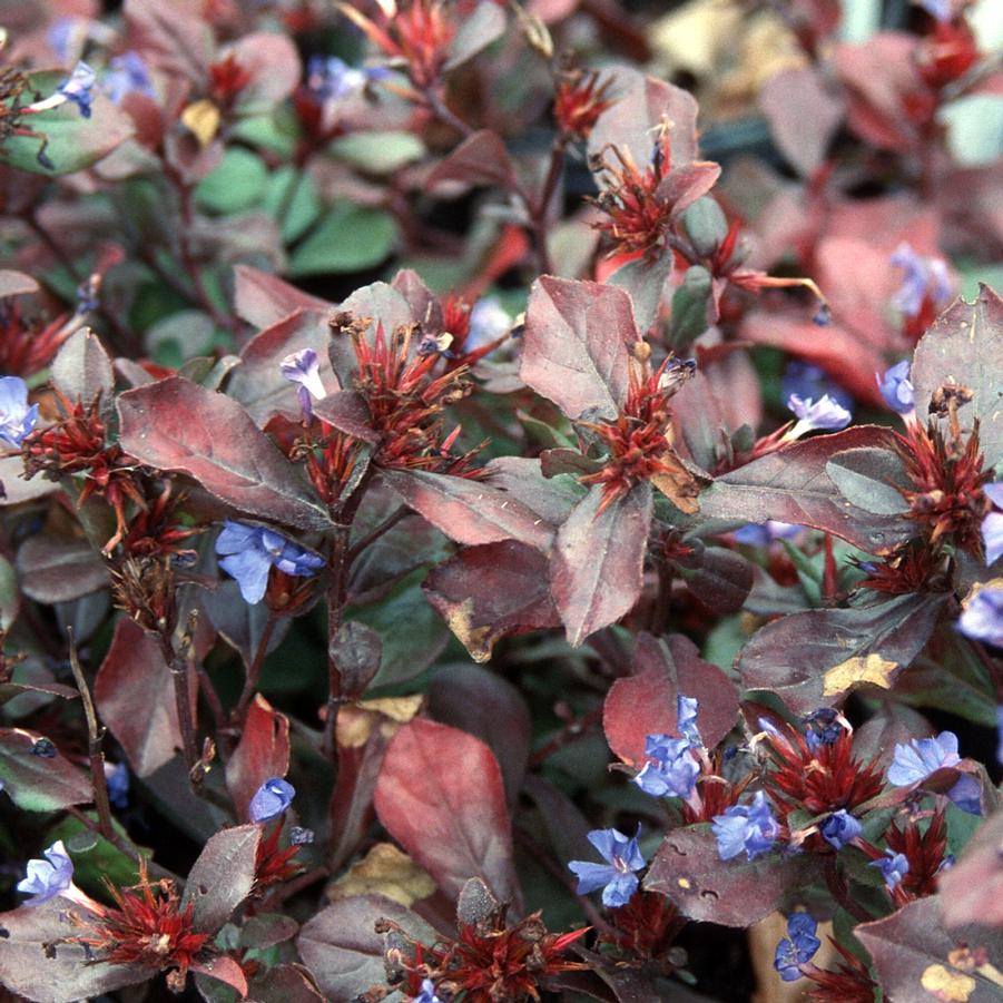 Ceratostigma plumbaginoides - Plumbago, Leadwort from Hoffie Nursery