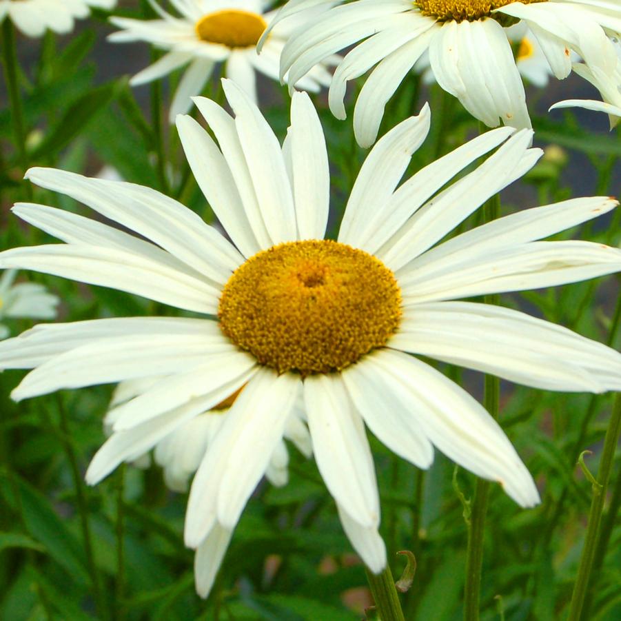 Leucanthemum superbum 'Alaska' - Shasta Daisy from Hoffie Nursery