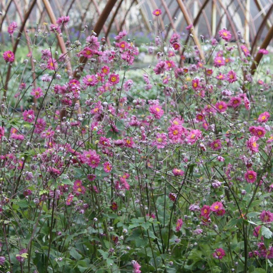 Anemone 'Pamina' - Japanese Windflower Anemone from Hoffie Nursery