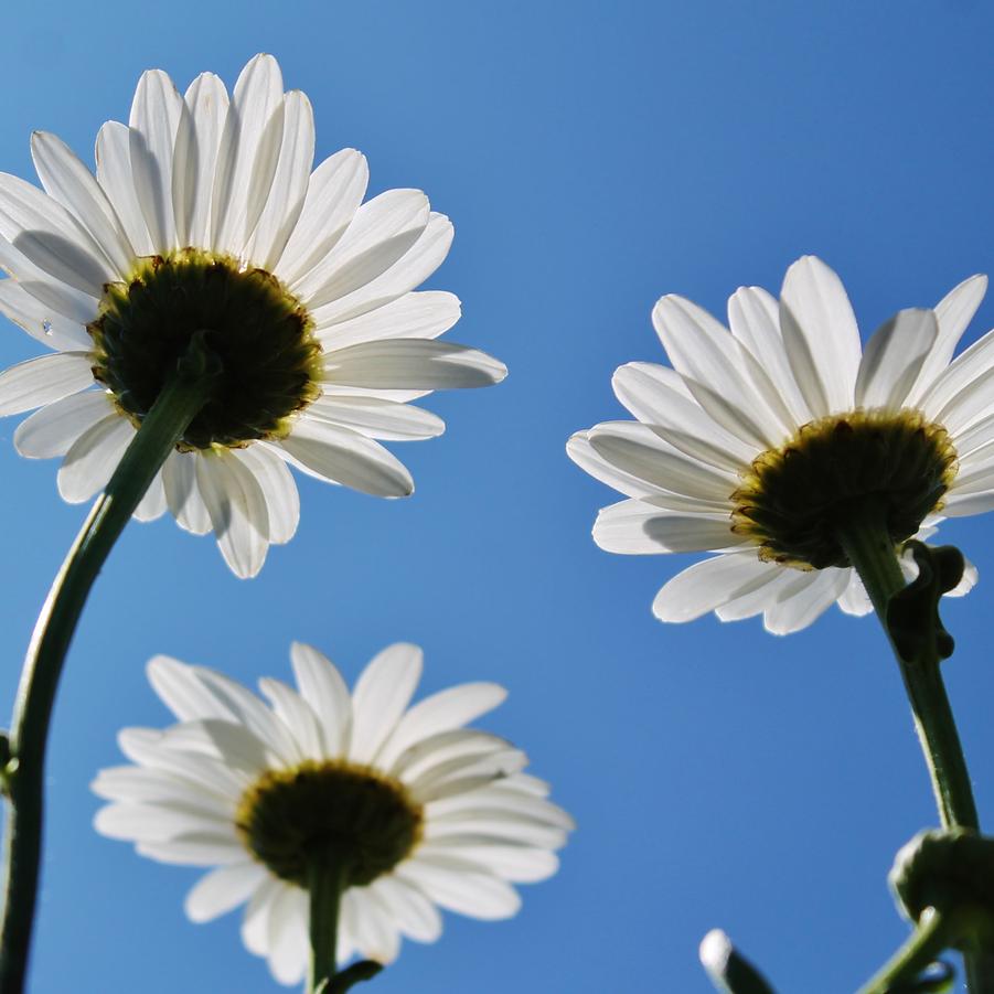 Leucanthemum superbum 'Becky' - Shasta Daisy from Hoffie Nursery