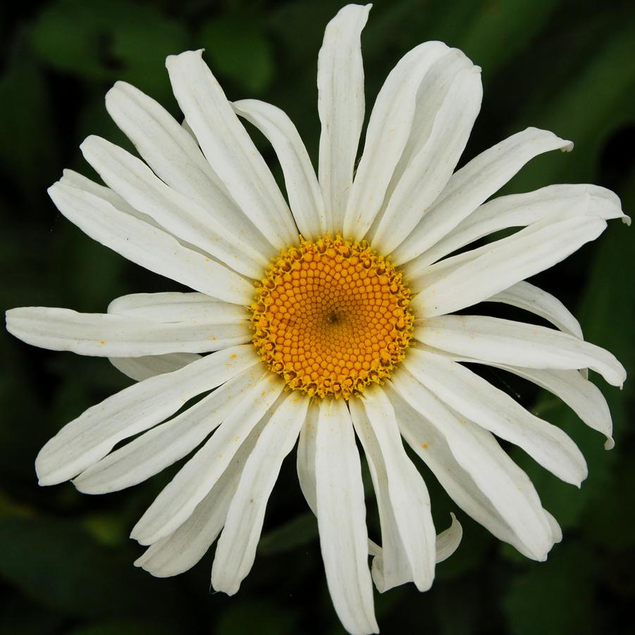 Leucanthemum superbum 'Silver Princess' - Shasta Daisy from Hoffie Nursery