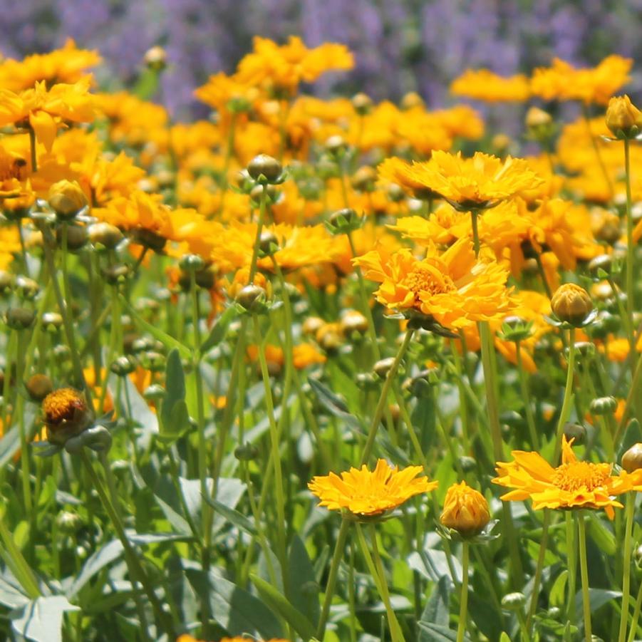 Coreopsis 'Jethro Tull' - Tickseed from Hoffie Nursery