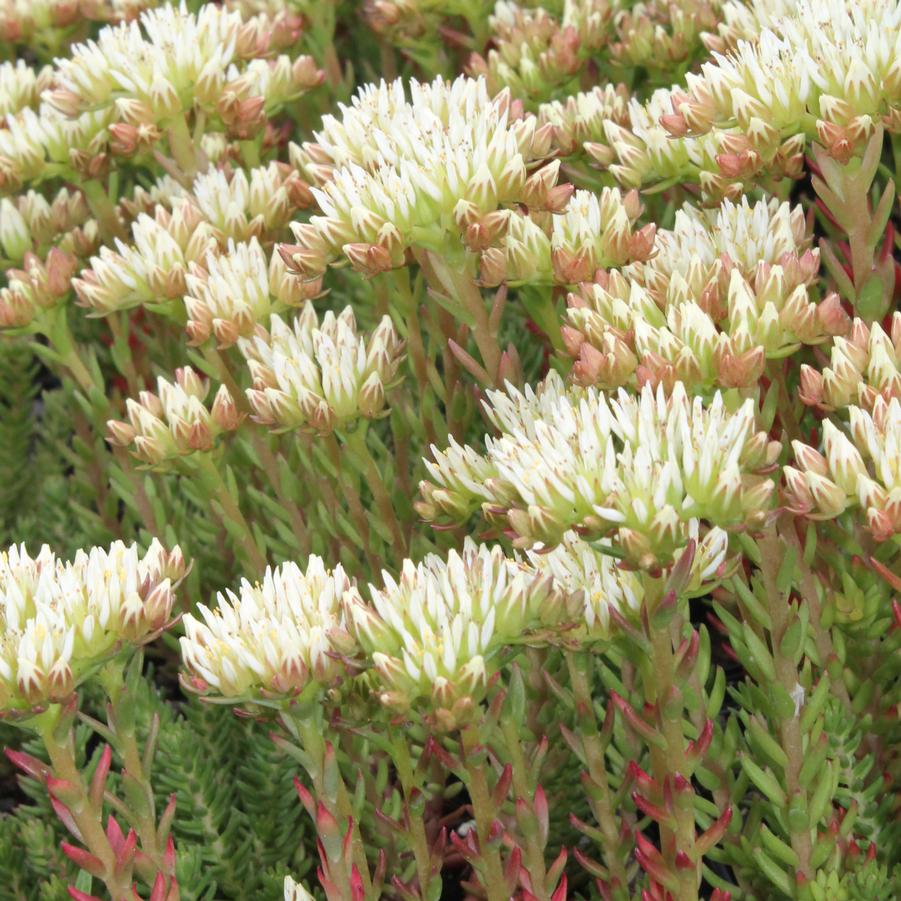 Sedum ochroleucum 'Red Wiggle' - Stonecrop from Hoffie Nursery