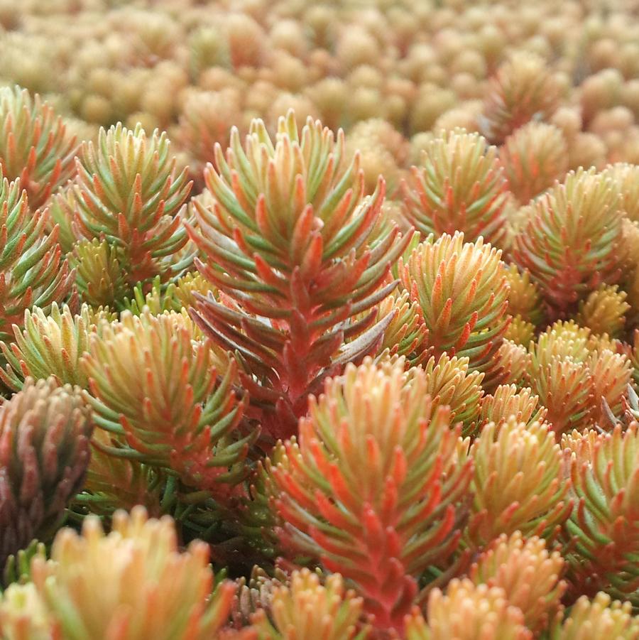 Sedum rupestre 'Angelina' - Stonecrop from Hoffie Nursery