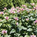 Chelone lyonii 'Hot Lips' - Turtlehead from Hoffie Nursery