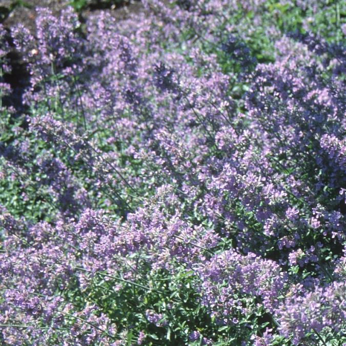 Nepeta faassenii 'Blue Wonder' - Catmint from Hoffie Nursery