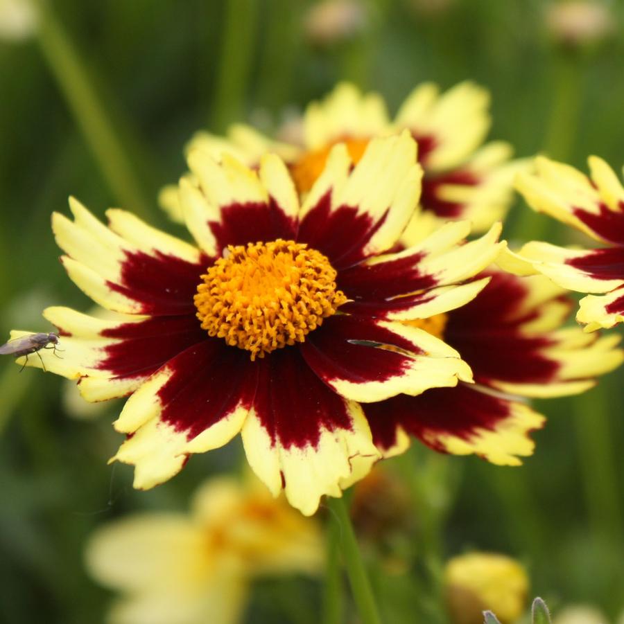 Coreopsis Big Bang 'Cosmic Eye' - Tickseed from Hoffie Nursery