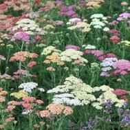 Achillea 'Summer Pastels' - Yarrow from Hoffie Nursery