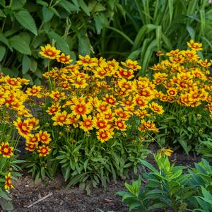 Coreopsis UPTICK™ 'Gold & Bronze' - Tickseed from Hoffie Nursery