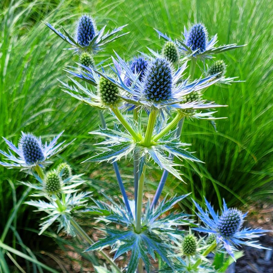 Eryngium Sea Holly Big Blue At Mark Cox Blog