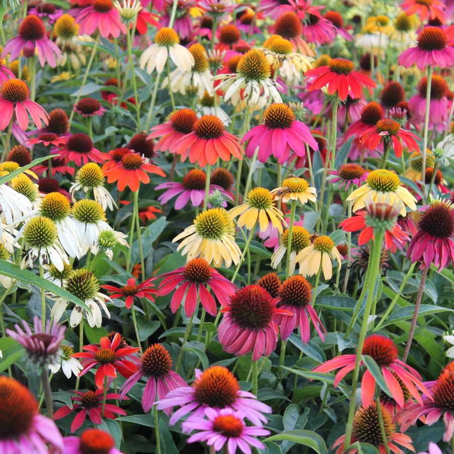 Echinacea 'Cheyenne Spirit' - Coneflower from Hoffie Nursery