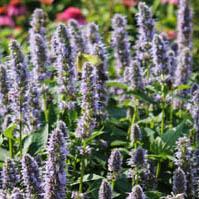 Agastache 'Blue Fortune' - Hyssop from Hoffie Nursery